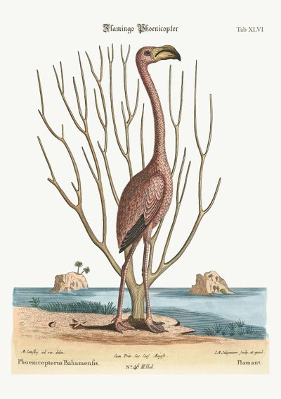 Il Fenicottero, 1749-73 da Mark Catesby